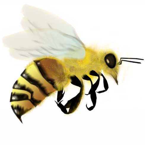 an image of a flying bee